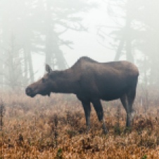 Moose (Photo: Joeri-c, Flickr)