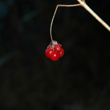 Highbush Cranberry (Photo: Robin Willis, Flickr)