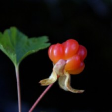 Cloudberry (Photo: Randi Hausken)
