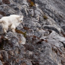 Mountain goat (Photo: Marty Mellway, Flickr)