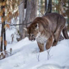 Cougar (Photo: Diane Hammond)